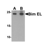 ProSci 7421 Bim EL Antibody