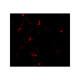 ProSci 7421 Bim EL Antibody