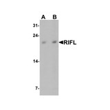 ProSci 7619 Betatrophin Antibody