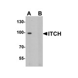 ProSci 7645 ITCH Antibody