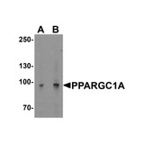 ProSci 7705 PPARGC1A Antibody