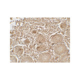 ProSci 7709 LAMTOR1 Antibody