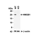 ProSci 7715 HMGB1 Antibody