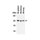 ProSci 7715 HMGB1 Antibody