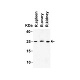 ProSci 7715 HMGB1 Antibody