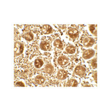 ProSci 7725 APOBEC3B Antibody