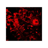 ProSci 7725 APOBEC3B Antibody