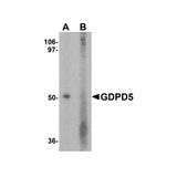 ProSci 7739 GDPD5 Antibody