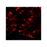 ProSci 7757 IFIT1 Antibody