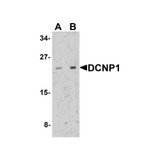 ProSci 7769 DCNP1 Antibody