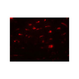 ProSci 7773 SMURF2 Antibody