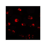 ProSci 7775 OASL Antibody