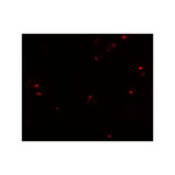 ProSci 7783 PROM1 Antibody