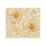 ProSci 7847 DOCK8 Antibody
