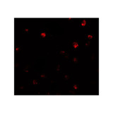 ProSci 7869 NDST2 Antibody