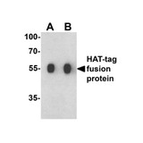 ProSci 7875 HAT-tag Antibody