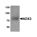 ProSci 7925 NOX3 Antibody