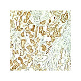 ProSci 7921 NOX1 Antibody