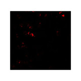 ProSci 7929 E2F3 Antibody
