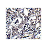 ProSci 7939 BATF3 Antibody