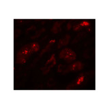 ProSci 7939 BATF3 Antibody