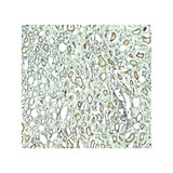 ProSci 7943 Rubicon Antibody