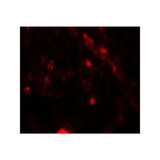 ProSci 7949 PIK3R4 Antibody