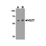 ProSci 7959 VEZT Antibody