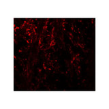 ProSci 7967 NINJ1 Antibody