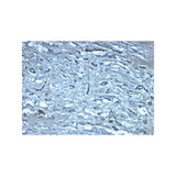 ProSci 7979 Nephrin Antibody