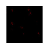 ProSci 7987 GPRASP1 Antibody