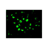 ProSci 2013 Apaf1 Antibody
