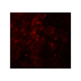 ProSci 8023 SESTRIN2 Antibody