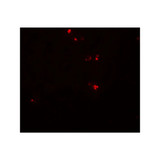ProSci 8057 DTX4 Antibody
