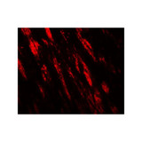 ProSci 8069 PJA1 Antibody