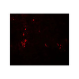 ProSci 8073 ATG4B Antibody