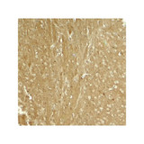 ProSci 8077 TAU Antibody