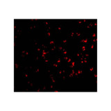 ProSci 2025 IKK alpha Antibody
