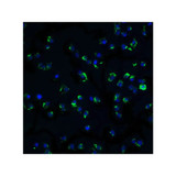 ProSci 2025 IKK alpha Antibody