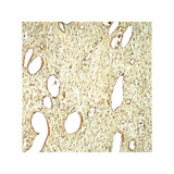 ProSci 8125 SLC29A1 Antibody