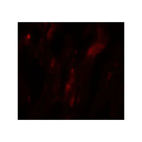 ProSci 8143 HOPX Antibody