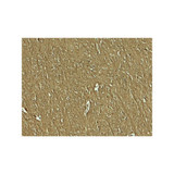 ProSci 8147 NAP1L5 Antibody