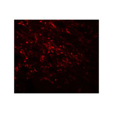 ProSci 8147 NAP1L5 Antibody
