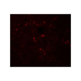 ProSci 8155 SNRPN Antibody