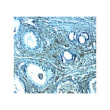 ProSci 8157 SPIB Antibody