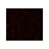 ProSci 8157 SPIB Antibody