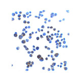 ProSci 8163 AJAP1 Antibody