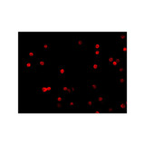 ProSci 2055 FLIP Antibody