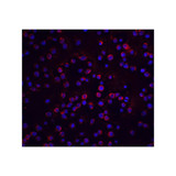 ProSci 2055 FLIP Antibody