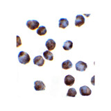 ProSci 8179 SRSF3 Antibody